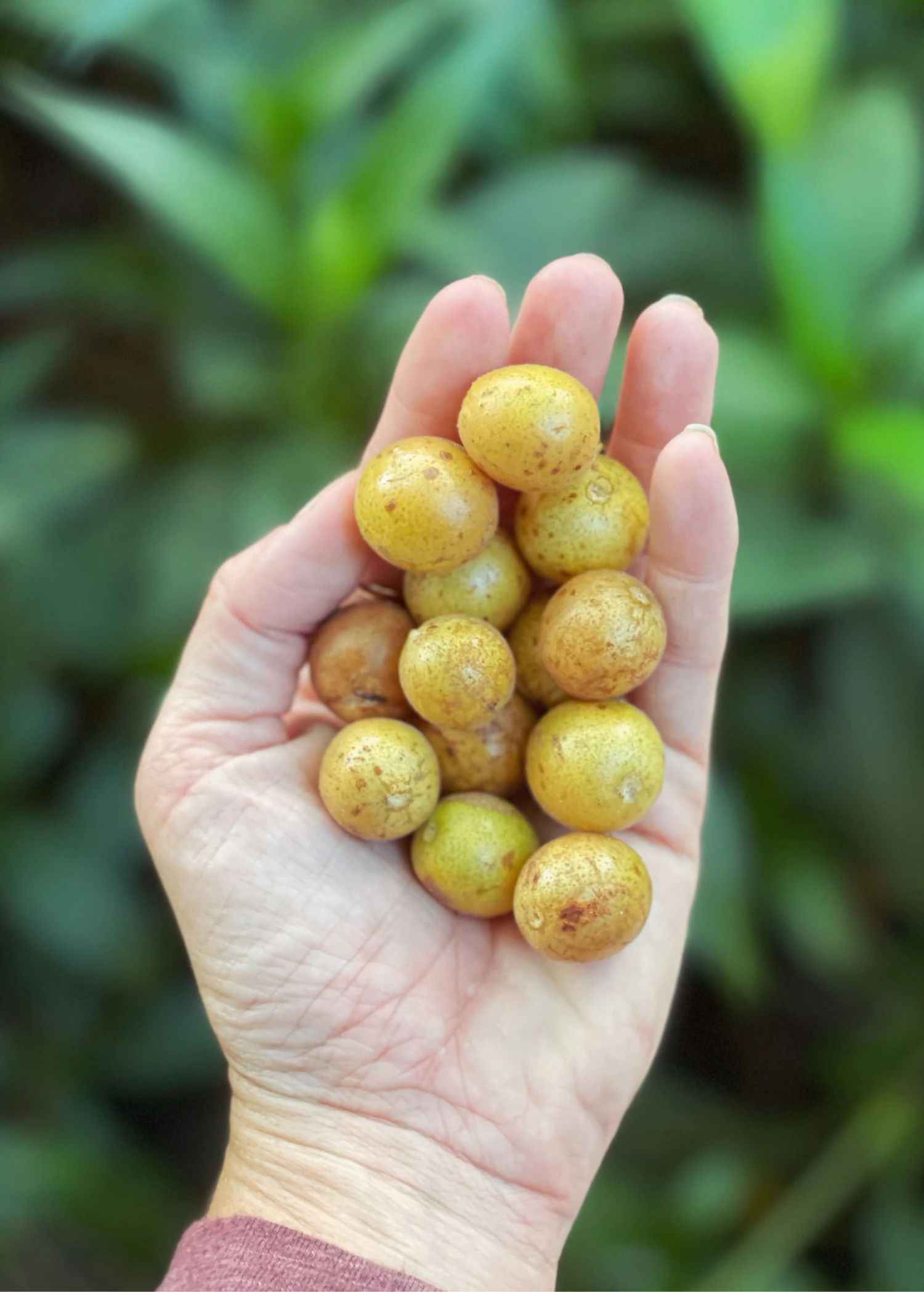 Wampee (Clausena Lansium) 1 Wampee (Clausena Lansium)