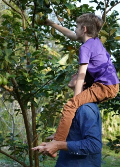 Guava, Wild Florida (Psidium Guajava) -Plant Seed Store wildfloridaguavasowexoticnursery