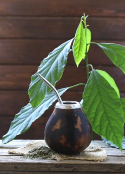 Yerba Mate (Ilex Paraguariensis) -Plant Seed Store yerba mate ilex paraguariensis yerba mate tea