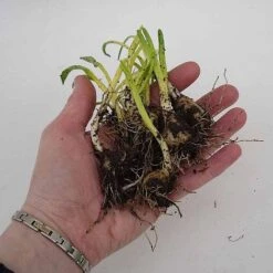 English Bluebells -Plant Seed Store z BLUE P7146 C h