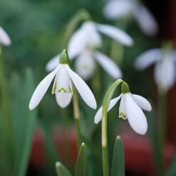 Snowdrops In The Green -Plant Seed Store z GALA NIVALIS T00739