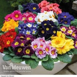 Most Scented Bumper Pack -Plant Seed Store z Primrose Husky Mixed