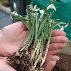 Snowdrops In The Green -Plant Seed Store z SNOW P88372 B h