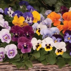 Viola 'Autumn Jewels Mixed' (Garden Ready) -Plant Seed Store z VIOL T62669 A h