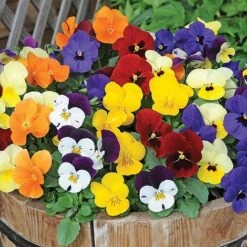 Most Scented Bumper Pack -Plant Seed Store z VIOL V12187 A h