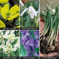Spring Bulbs In The Green Collection -Plant Seed Store z bulb v59885 a h