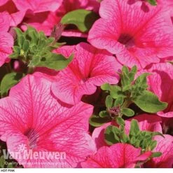 Petunia 'Surfinia' Pre-Planted Basket -Plant Seed Store z pet2