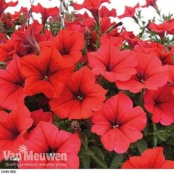 Petunia 'Surfinia' Pre-Planted Basket -Plant Seed Store z pet4