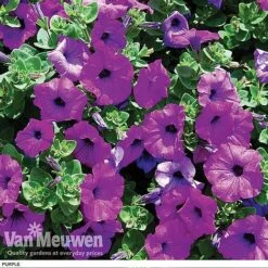 Petunia 'Surfinia' Pre-Planted Basket -Plant Seed Store z pet5