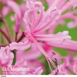 Nerine Bowdenii Collection -Plant Seed Store z pink