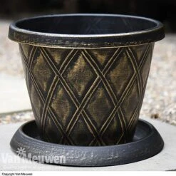 Calendula 'Power Daisy' Collection -Plant Seed Store z sund v56706 a1