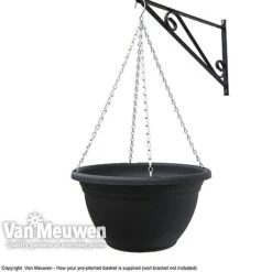 Viola (Ice Babies) 'Teardrops Mixed' (Pre-planted Hanging Basket) -Plant Seed Store z vm pre plantedbasket