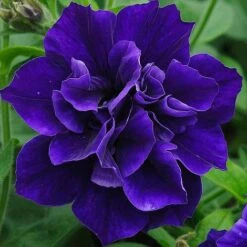 Petunia 'Frills & Spills™ Mixed' -Plant Seed Store z z PETU P95739 A h
