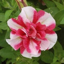 Petunia 'Frills & Spills™ Mixed' -Plant Seed Store z z PETU T16418 A h