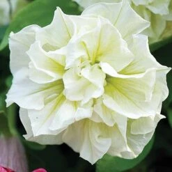 Petunia 'Frills & Spills™ Mixed' -Plant Seed Store z z PETU T16421 A h