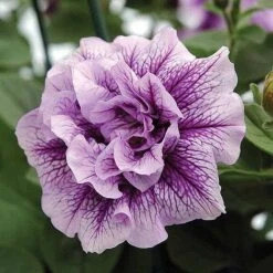 Petunia 'Frills & Spills™ Mixed' -Plant Seed Store z z PETU T16422 A h